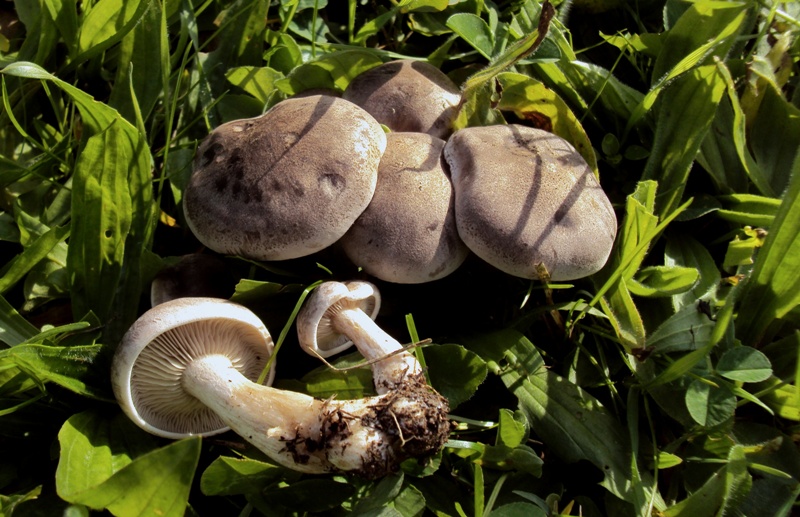 bulimia fungina al parco